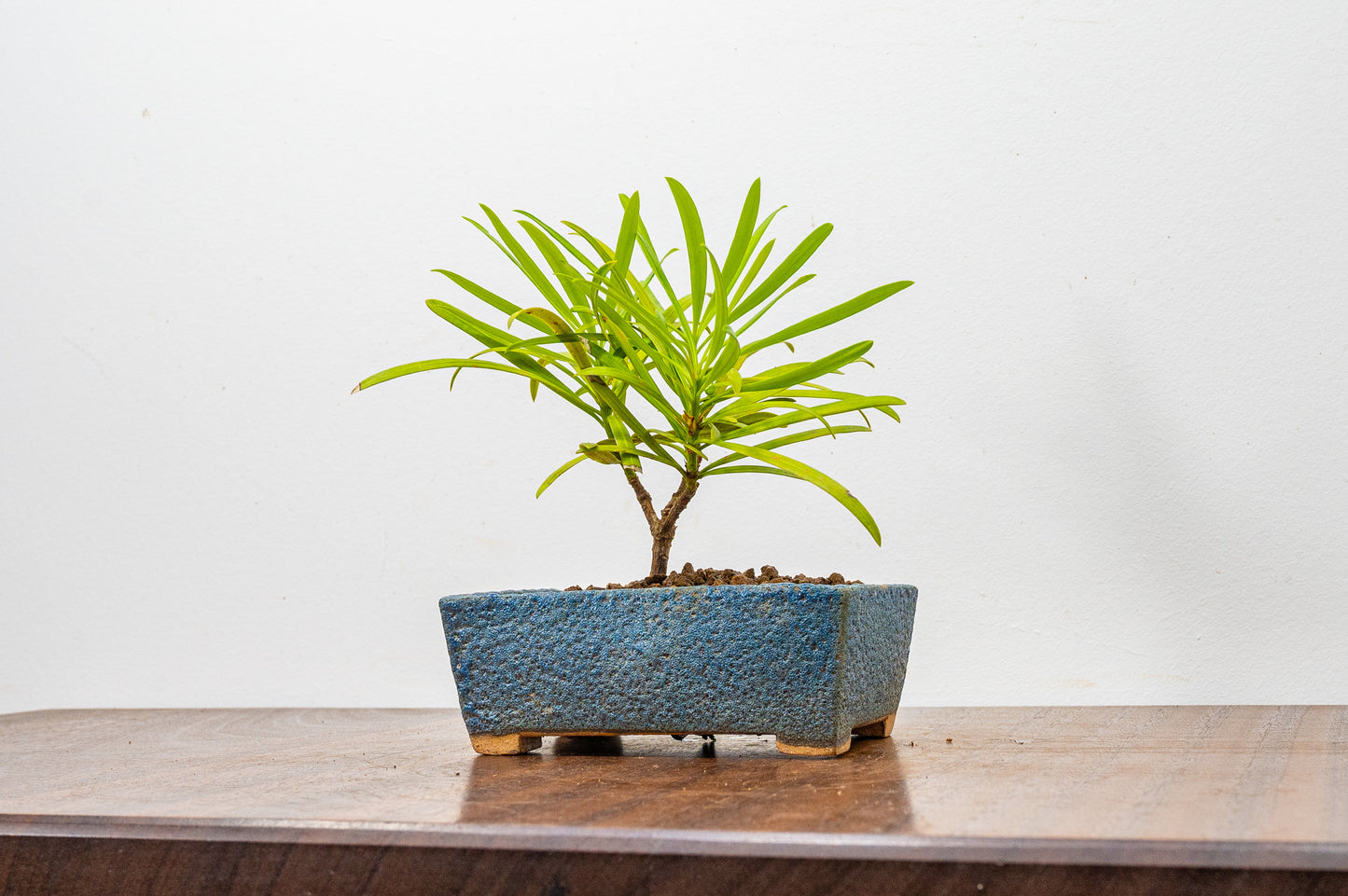 Buddhist Pine Bonsai  Starter - 12cm Blue Ceramic Pot