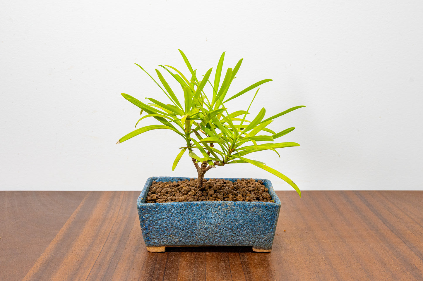 Buddhist Pine Bonsai  Starter - 12cm Blue Ceramic Pot