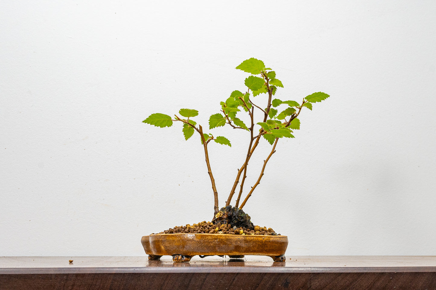 Birch - 'Raft Style' Bonsai