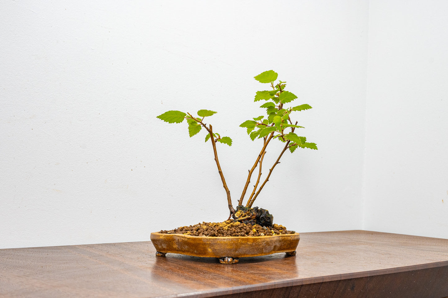 Birch - 'Raft Style' Bonsai