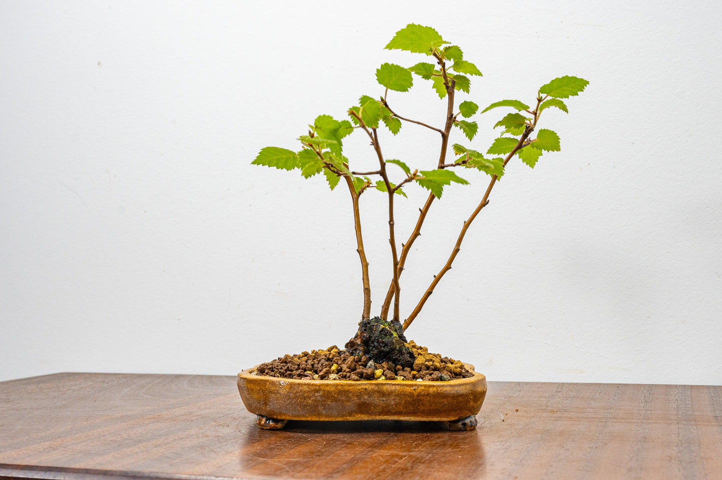 Birch - 'Raft Style' Bonsai