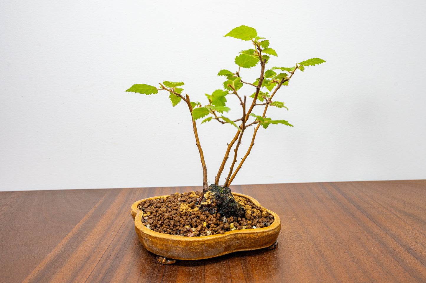 Birch - 'Raft Style' Bonsai