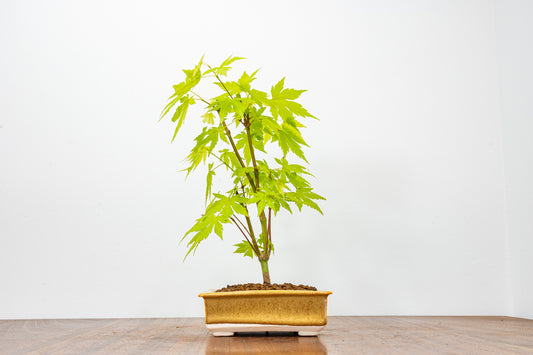 Japanese Maple Bonsai  Tree