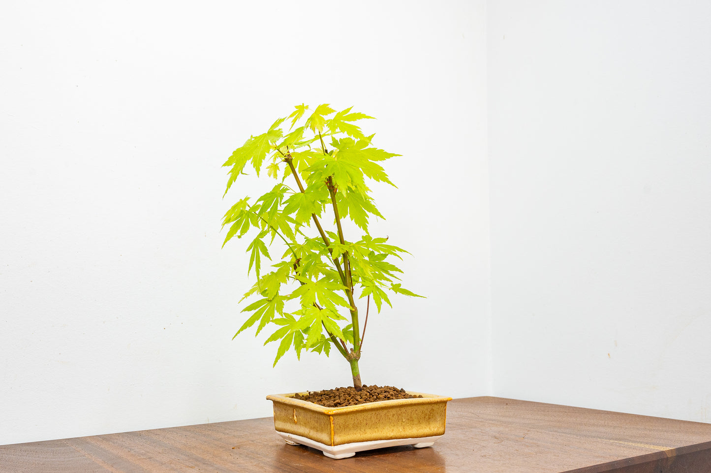 Japanese Maple Bonsai  Tree