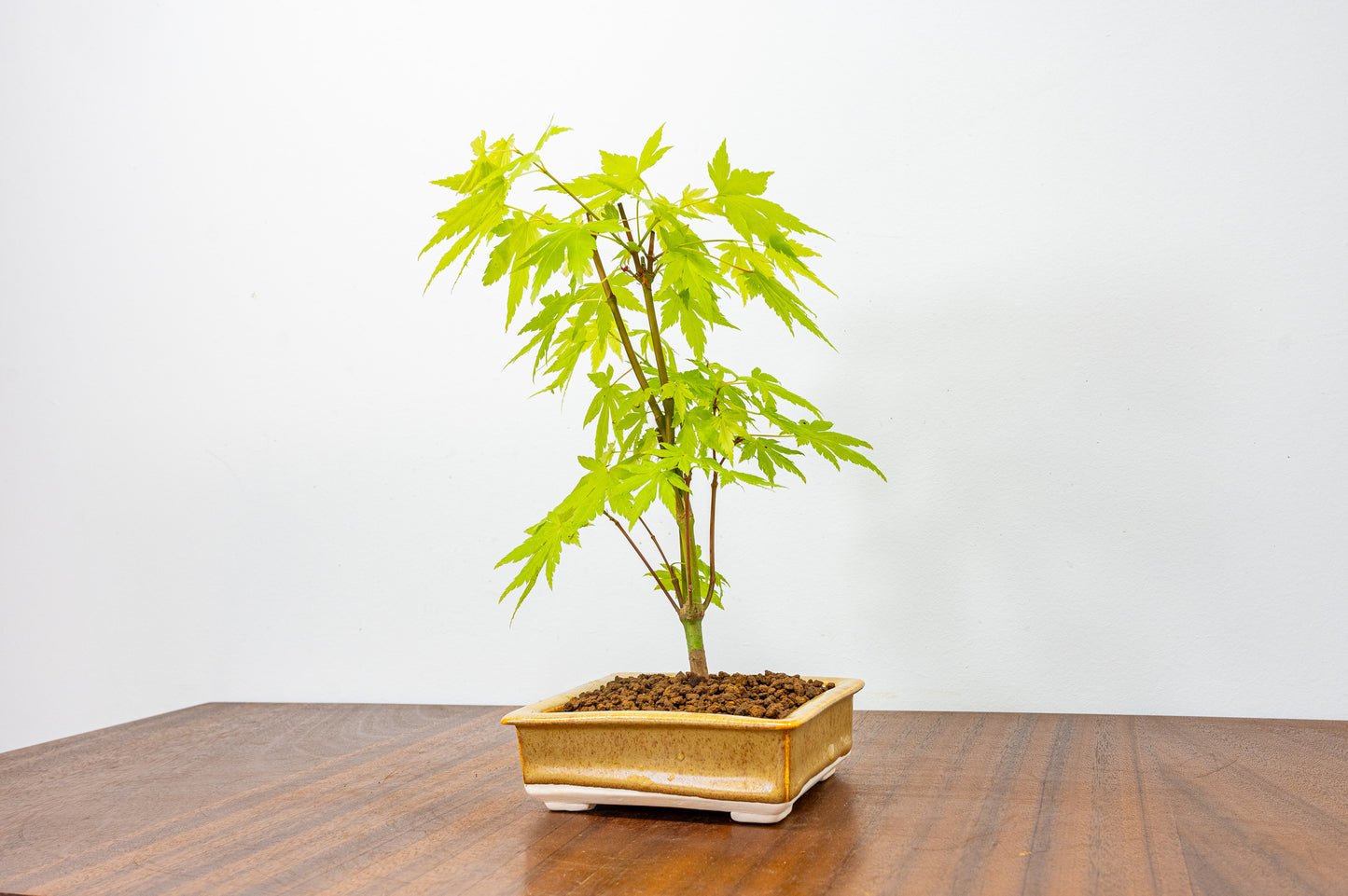 Japanese Maple Bonsai  Tree