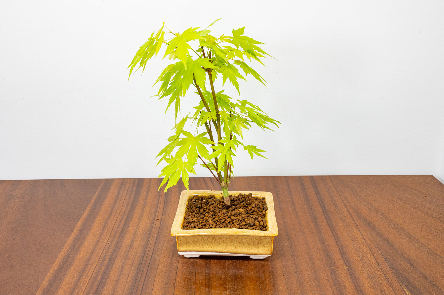 Japanese Maple Bonsai  Tree