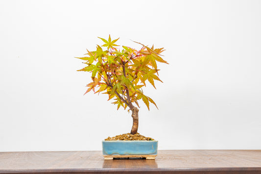 Deshojo Japanese Maple Bonsai