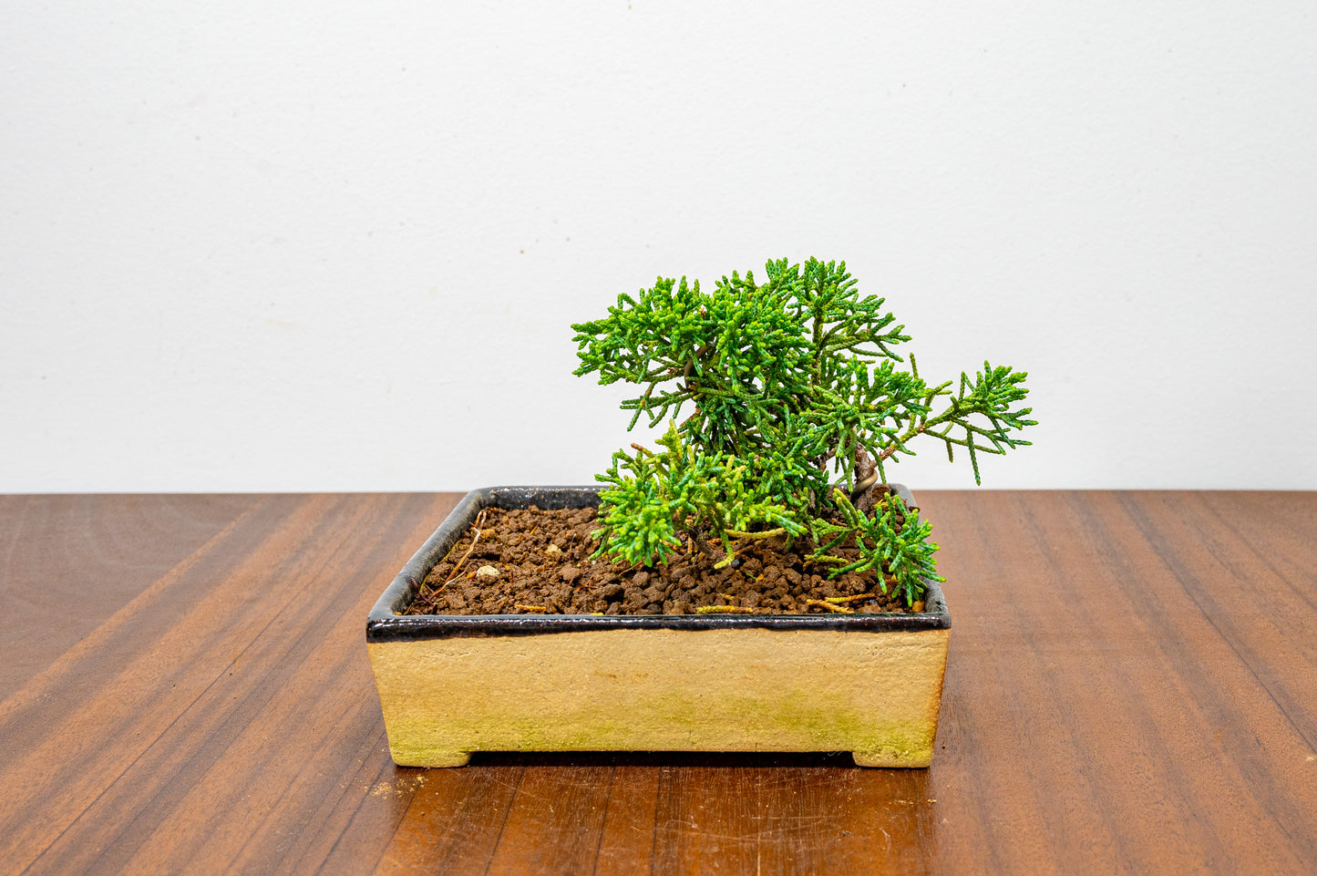 Juniper -Juniperus Chinesis Blaauw