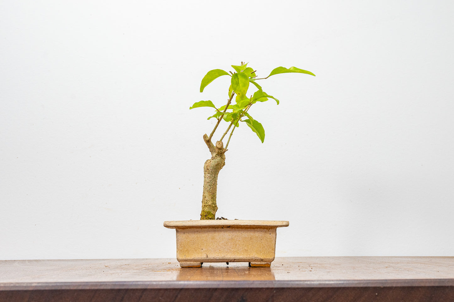 Mandarin  Bonsai