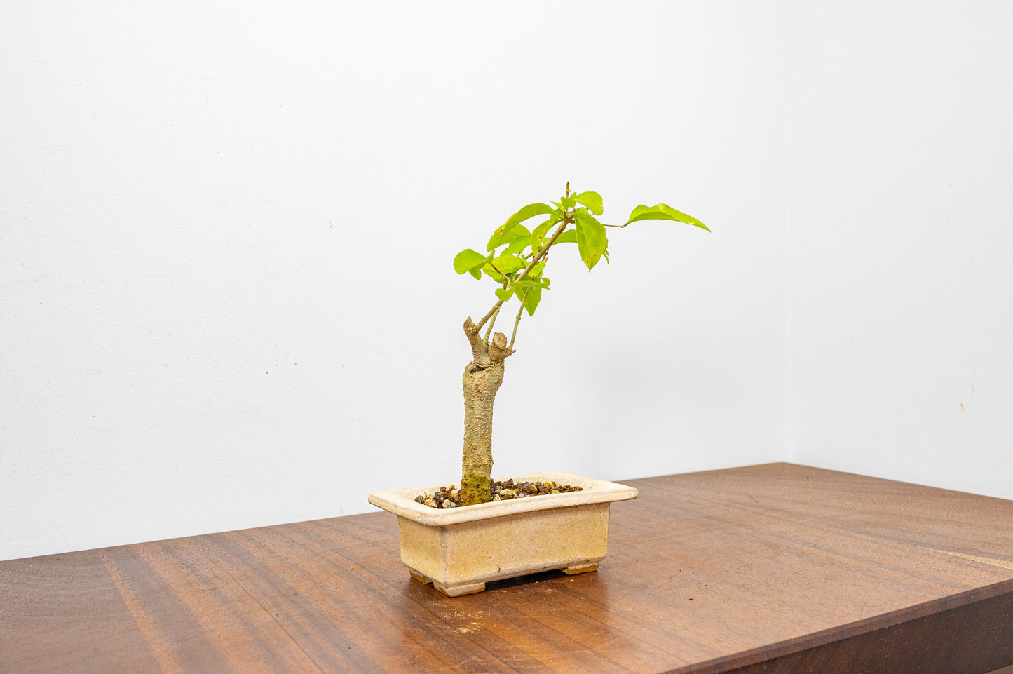 Mandarin  Bonsai