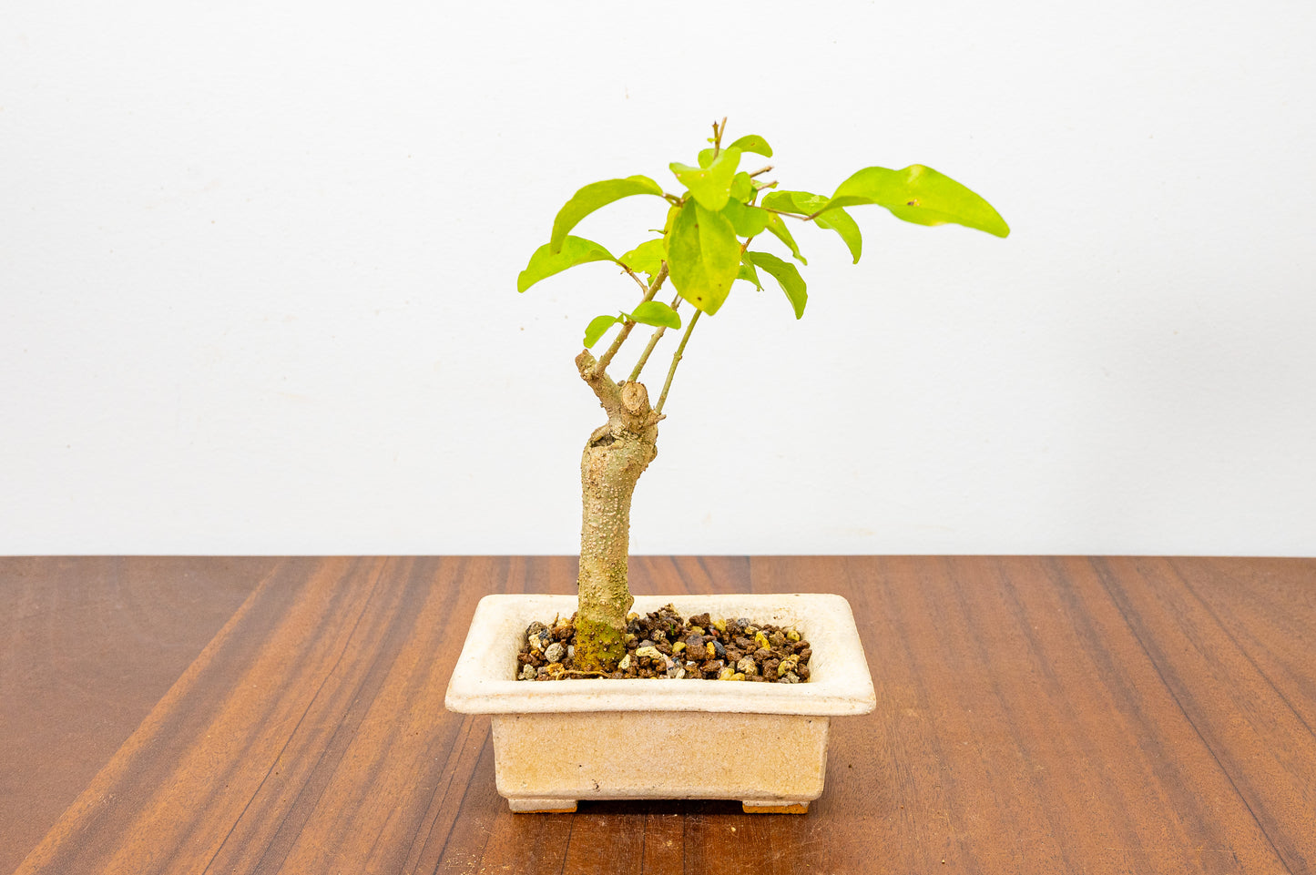 Mandarin  Bonsai