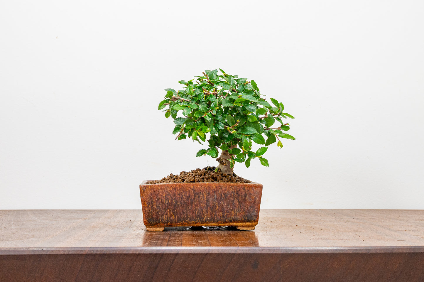 Chinese Elm Bonsai in 12 cm Ember Brown DW Ceramic Pot