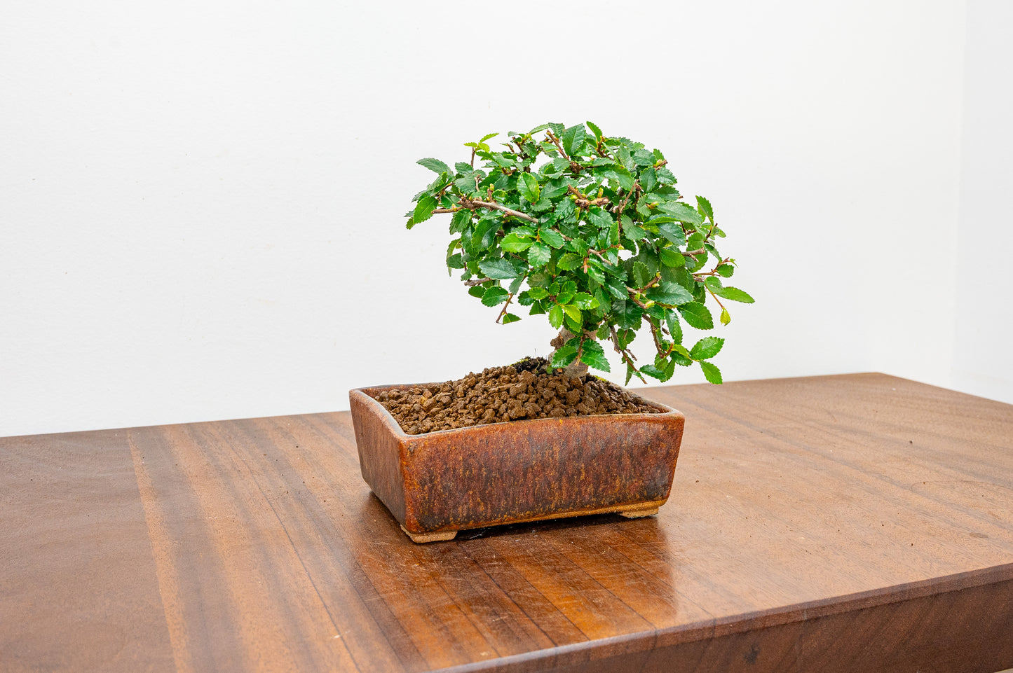 Chinese Elm Bonsai in 12 cm Ember Brown DW Ceramic Pot