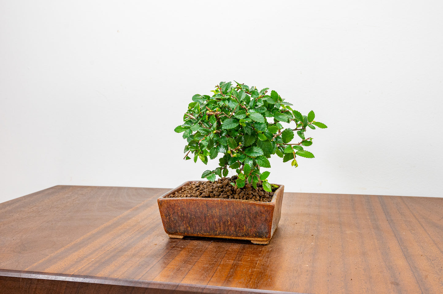 Chinese Elm Bonsai in 12 cm Ember Brown DW Ceramic Pot