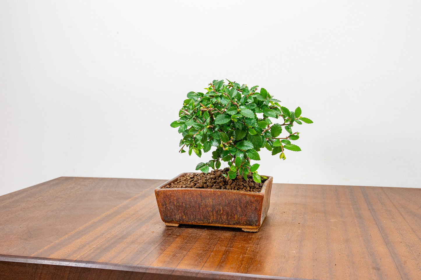 Chinese Elm Bonsai in 12 cm Ember Brown DW Ceramic Pot