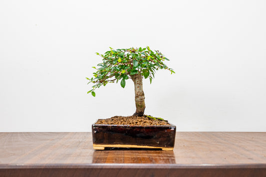 Chinese Elm Bonsai in 12.5 cm Dark Brown Ceramic Pot