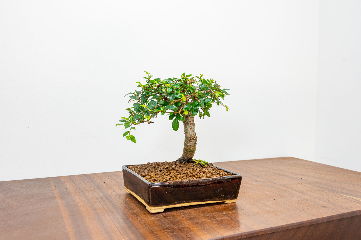 Chinese Elm Bonsai in 12.5 cm Dark Brown Ceramic Pot