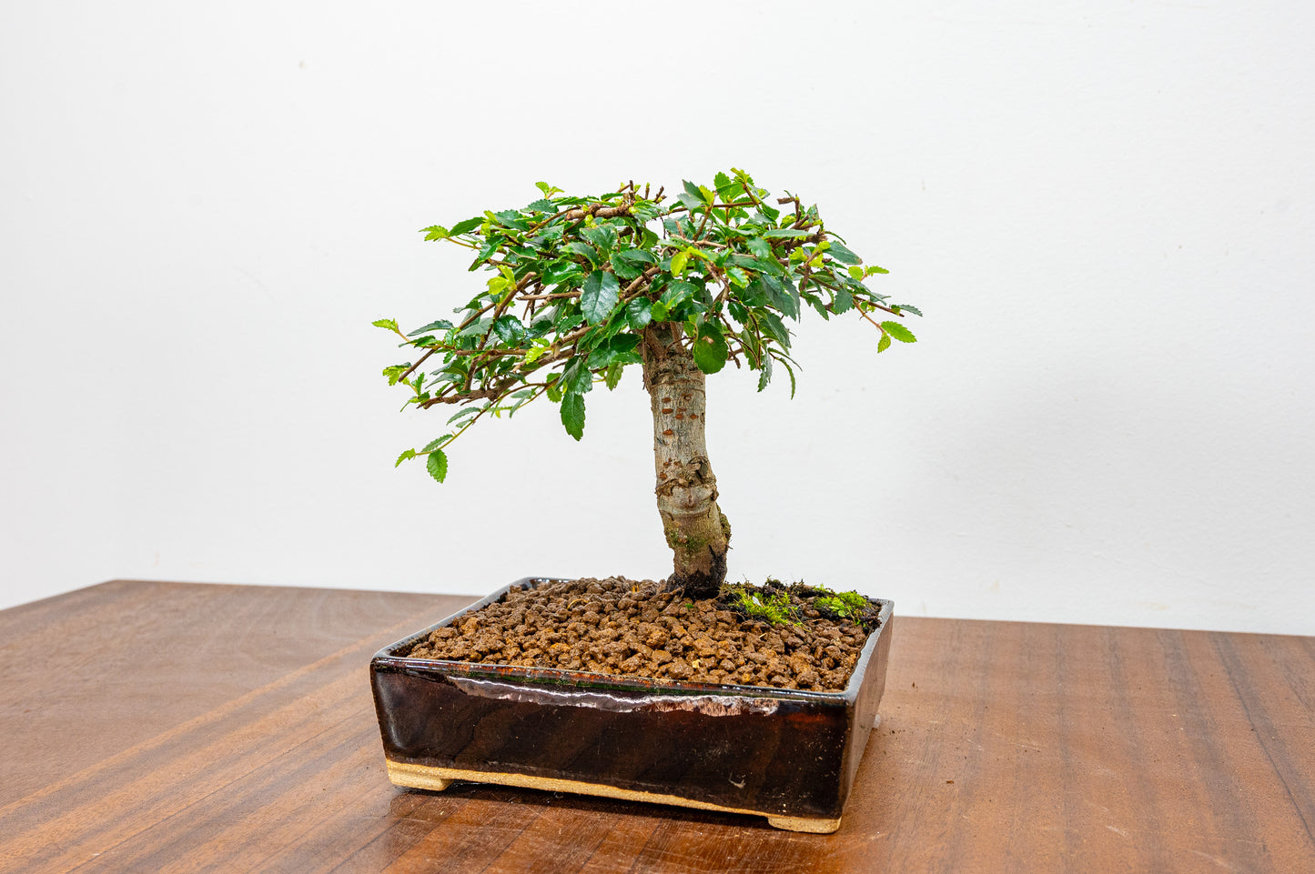 Chinese Elm Bonsai in 12.5 cm Dark Brown Ceramic Pot