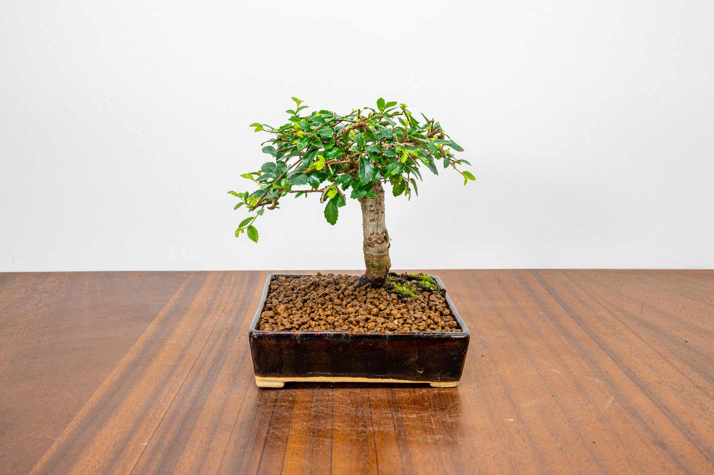 Chinese Elm Bonsai in 12.5 cm Dark Brown Ceramic Pot