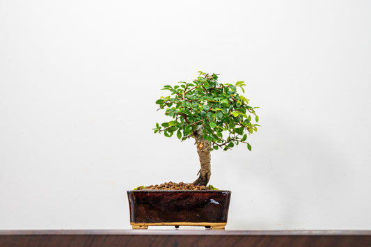 Chinese Elm Bonsai in 12cm Dark Brown Ceramic Pot