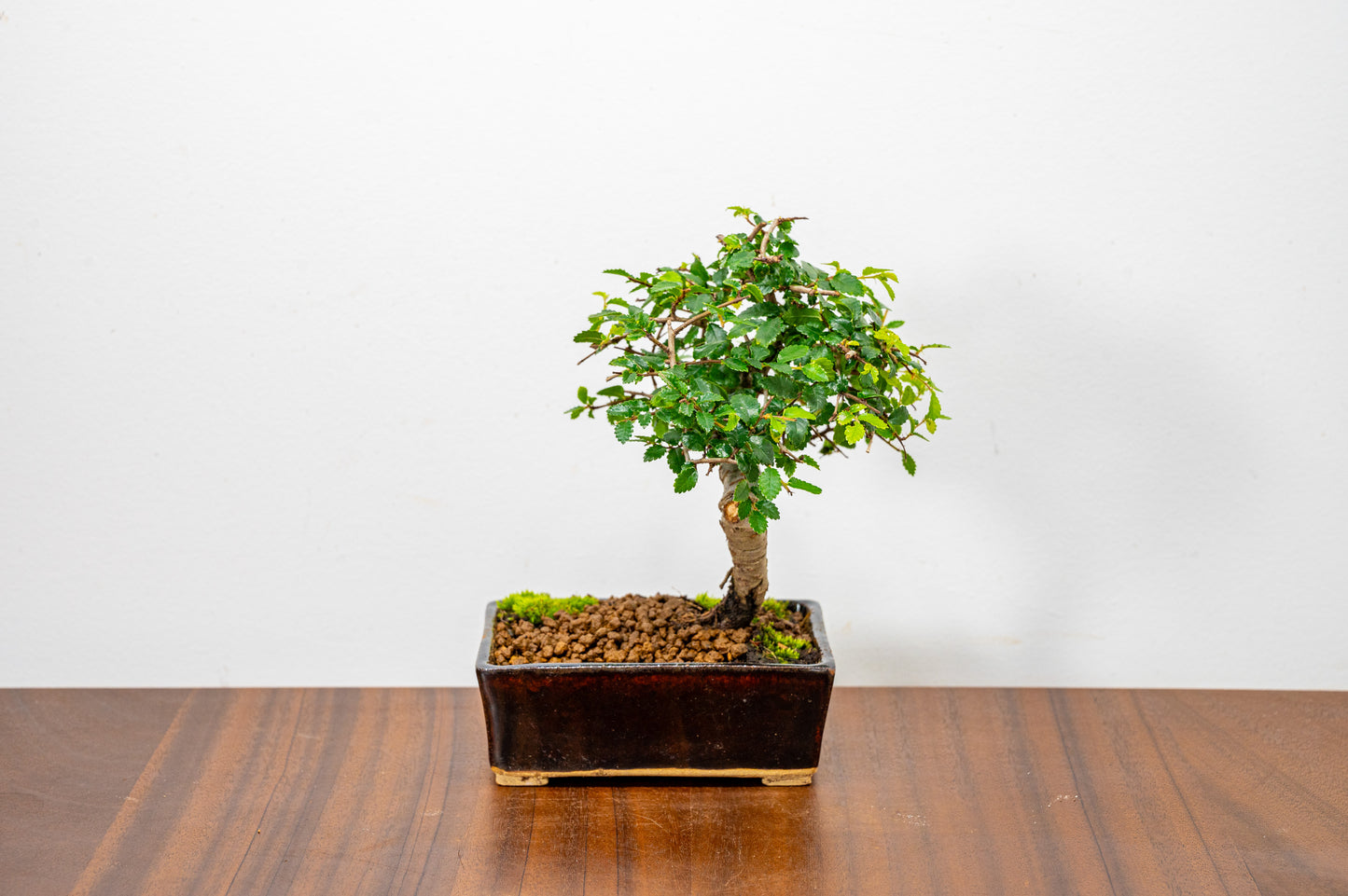 Chinese Elm Bonsai in 12cm Dark Brown Ceramic Pot