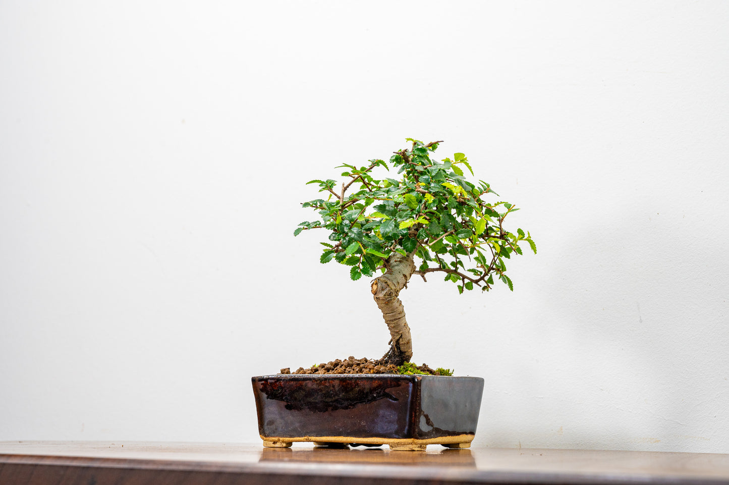 Chinese Elm Bonsai in 12cm Dark Brown Ceramic Pot