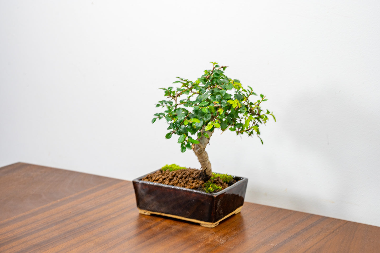 Chinese Elm Bonsai in 12cm Dark Brown Ceramic Pot