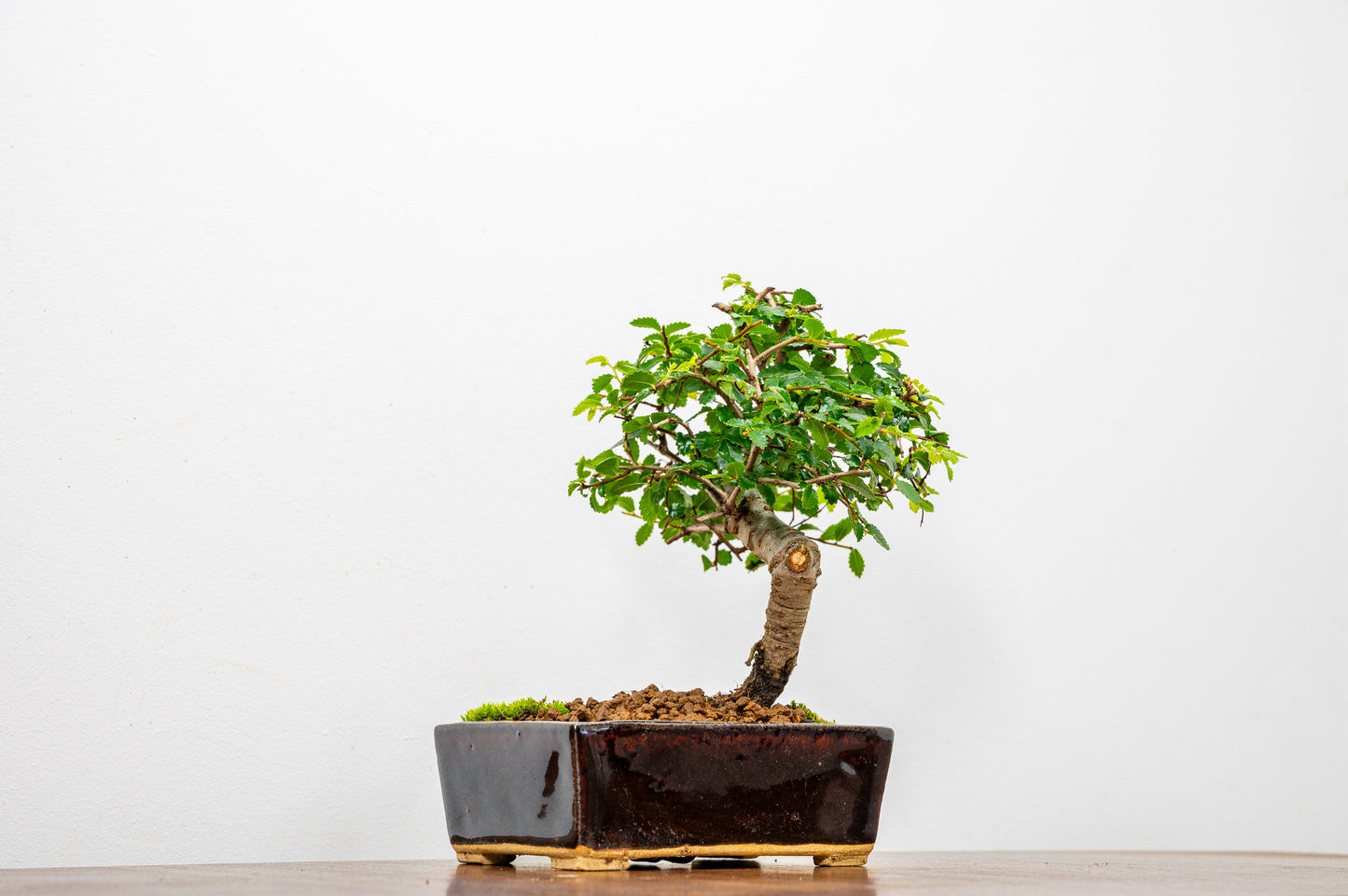 Chinese Elm Bonsai in 12cm Dark Brown Ceramic Pot