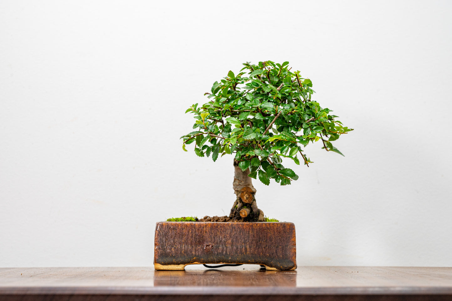 Chinese Elm Bonsai in 12 cm Ember Brown Carved Ceramic Pot