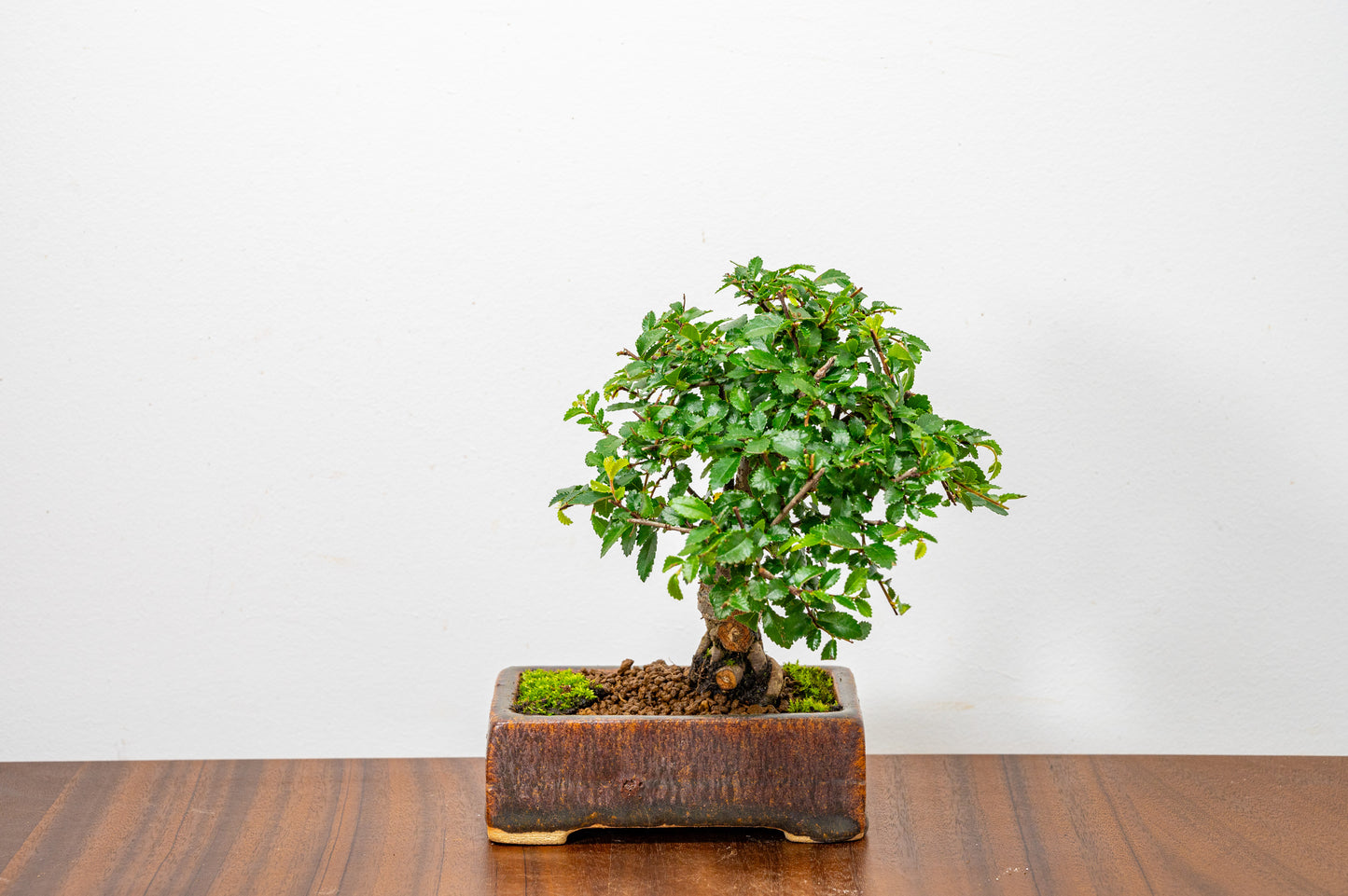 Chinese Elm Bonsai in 12 cm Ember Brown Carved Ceramic Pot