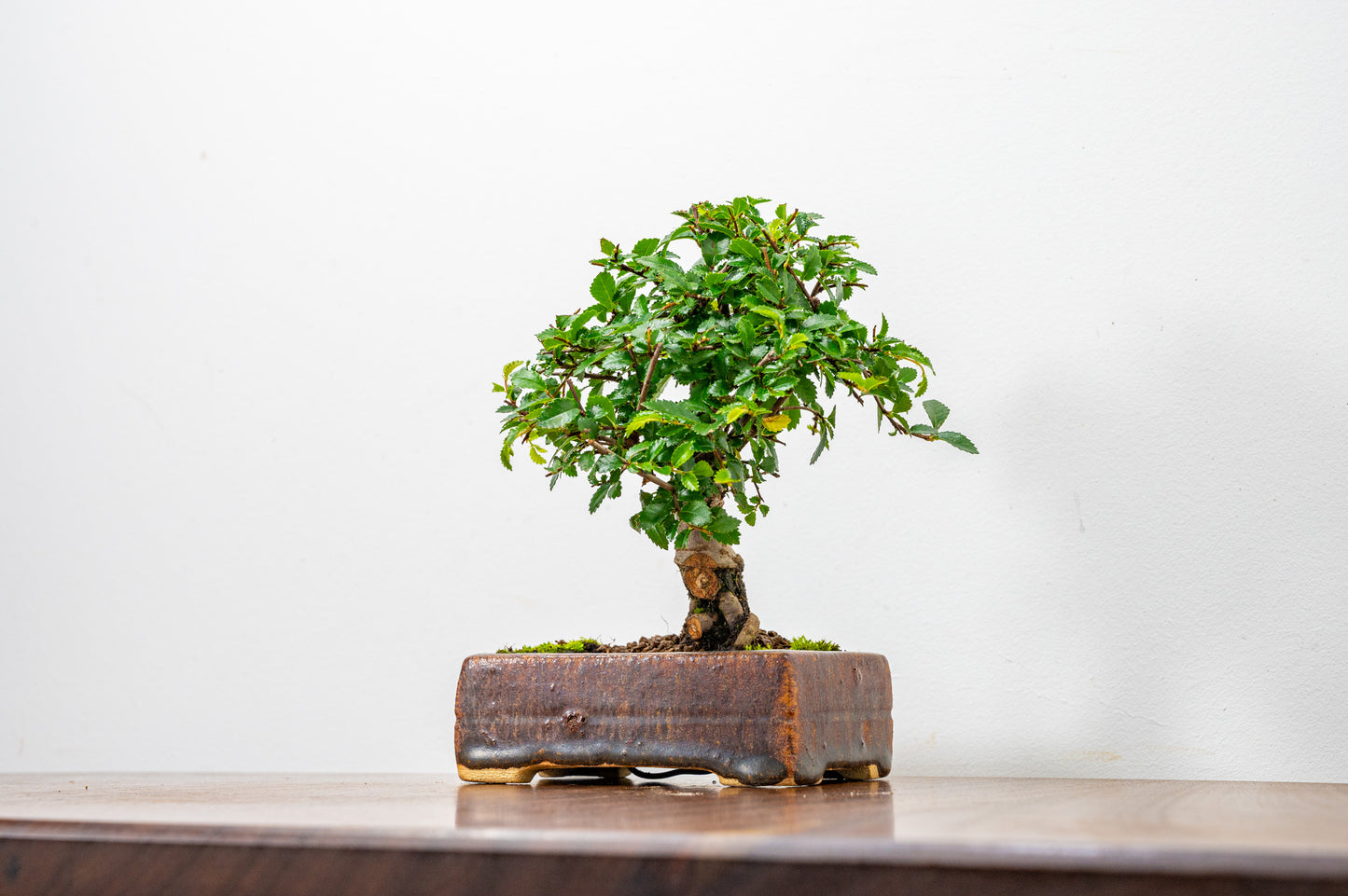 Chinese Elm Bonsai in 12 cm Ember Brown Carved Ceramic Pot