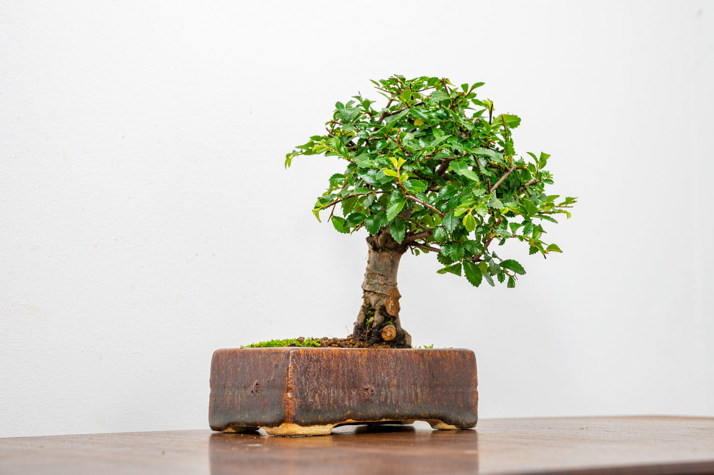 Chinese Elm Bonsai in 12 cm Ember Brown Carved Ceramic Pot