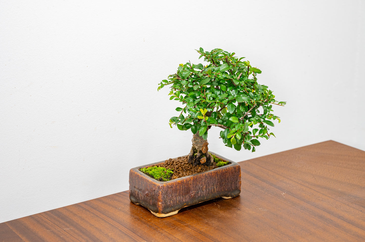 Chinese Elm Bonsai in 12 cm Ember Brown Carved Ceramic Pot