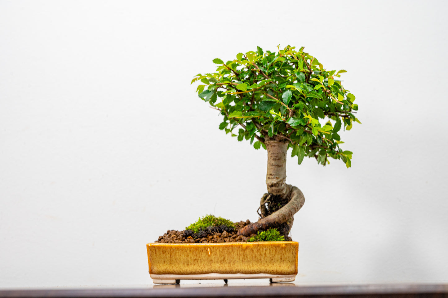 Chinese Elm Bonsai in 11cm Topaz - White Stoneware Dish