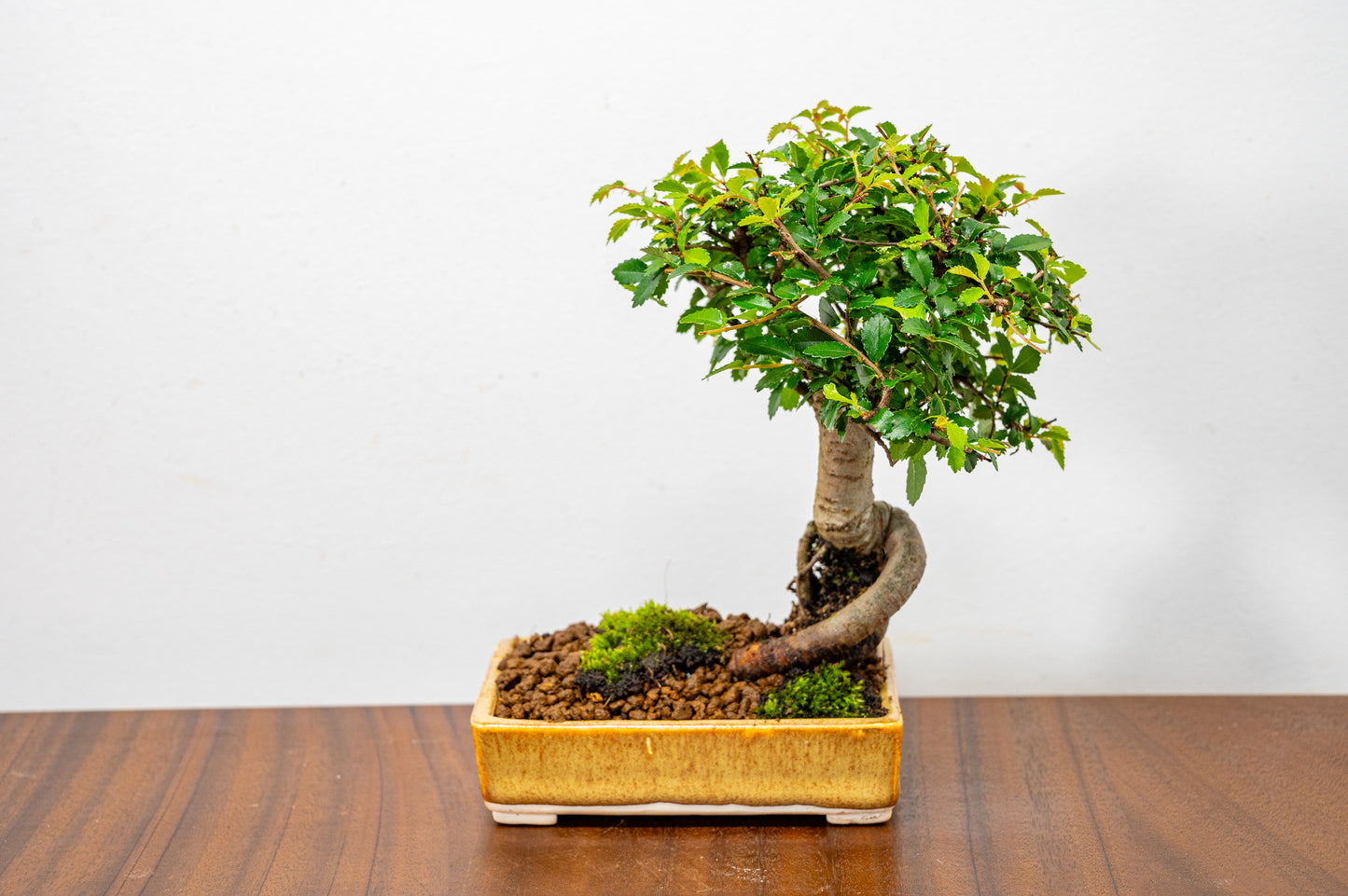 Chinese Elm Bonsai in 11cm Topaz - White Stoneware Dish