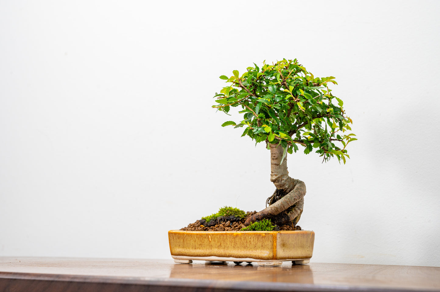 Chinese Elm Bonsai in 11cm Topaz - White Stoneware Dish