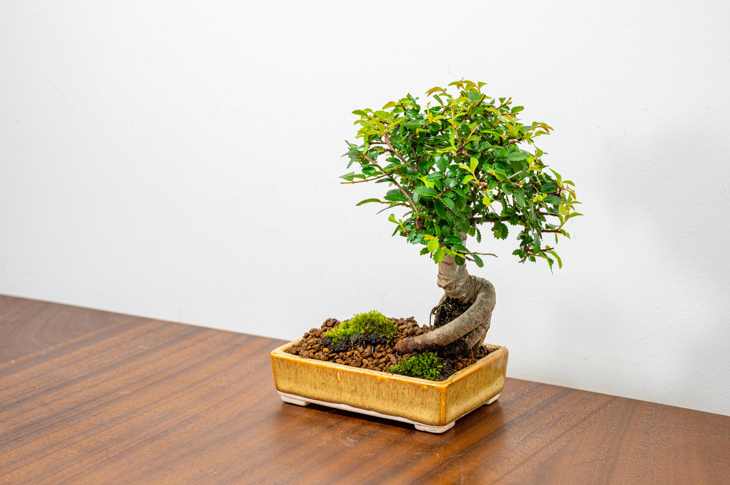 Chinese Elm Bonsai in 11cm Topaz - White Stoneware Dish