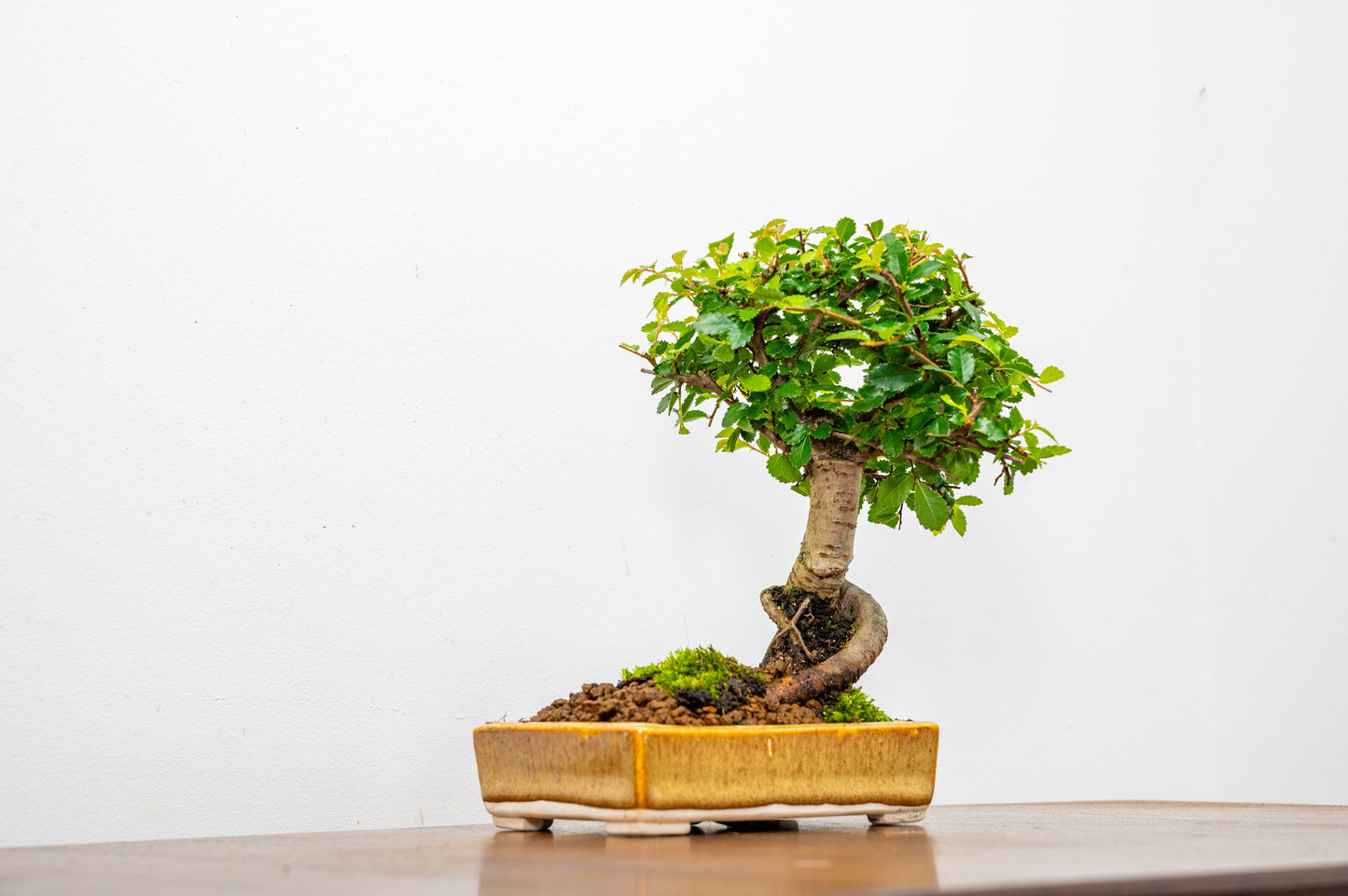 Chinese Elm Bonsai in 11cm Topaz - White Stoneware Dish