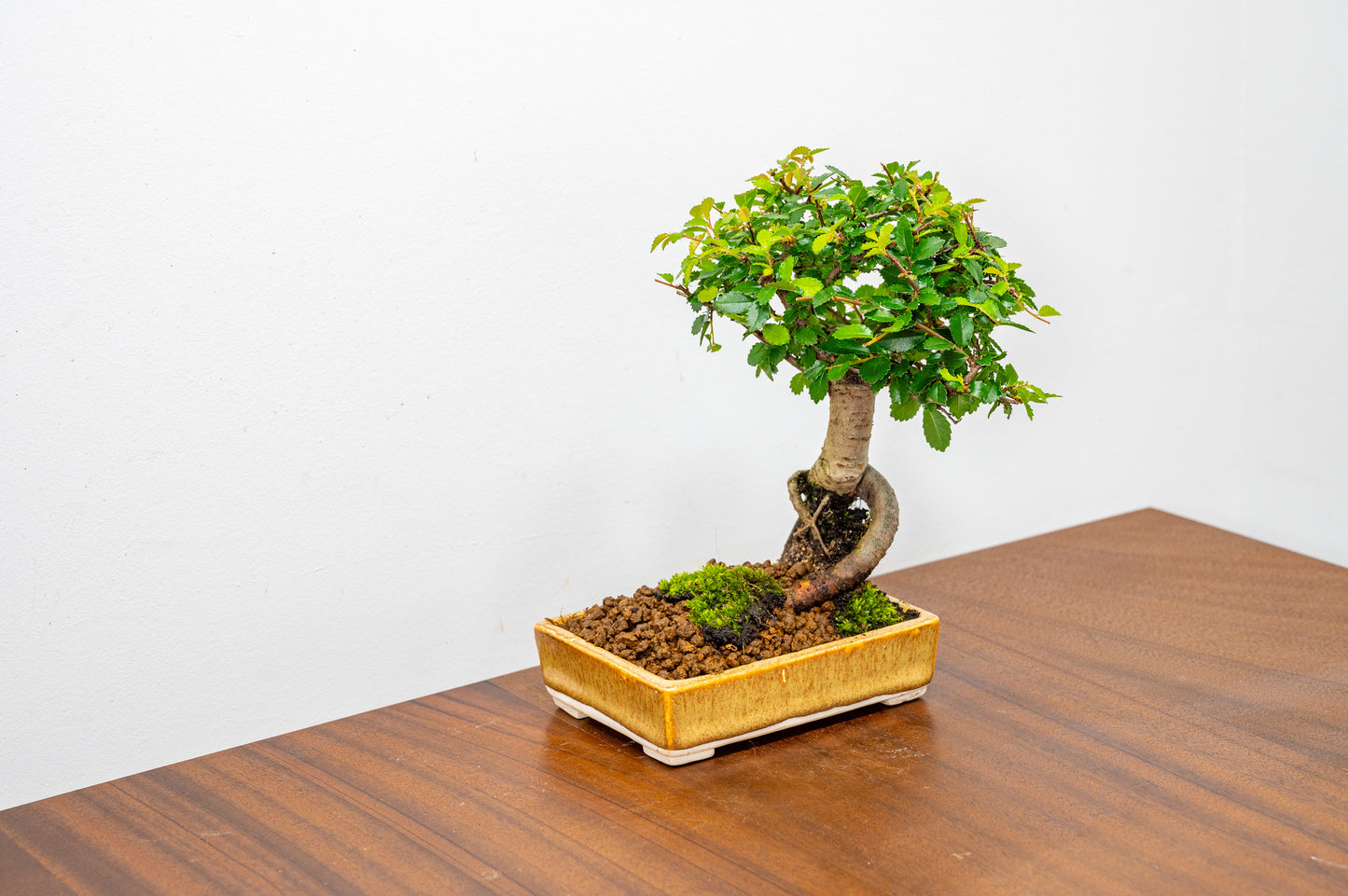 Chinese Elm Bonsai in 11cm Topaz - White Stoneware Dish