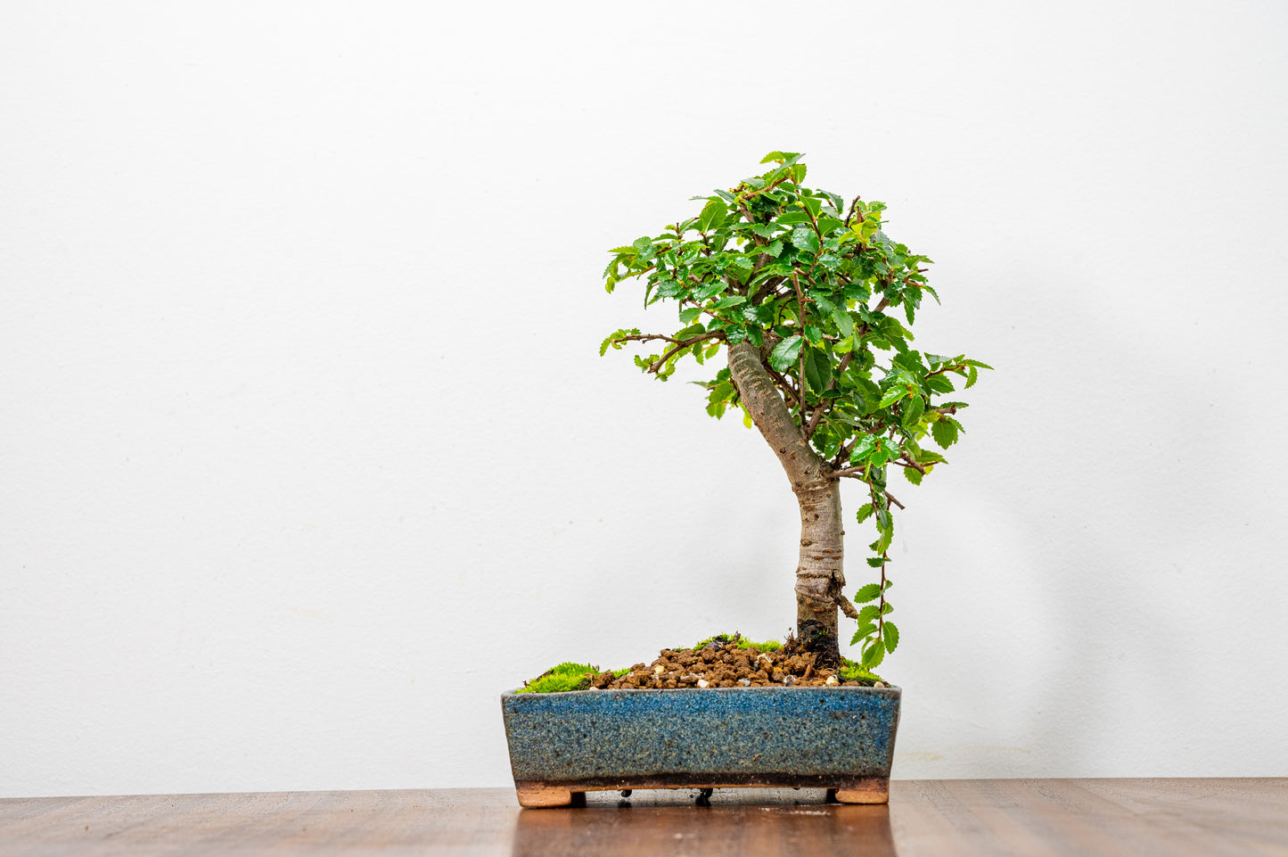 Chinese Elm Bonsai in 12.5cm Matt Blue Ceramic Pot