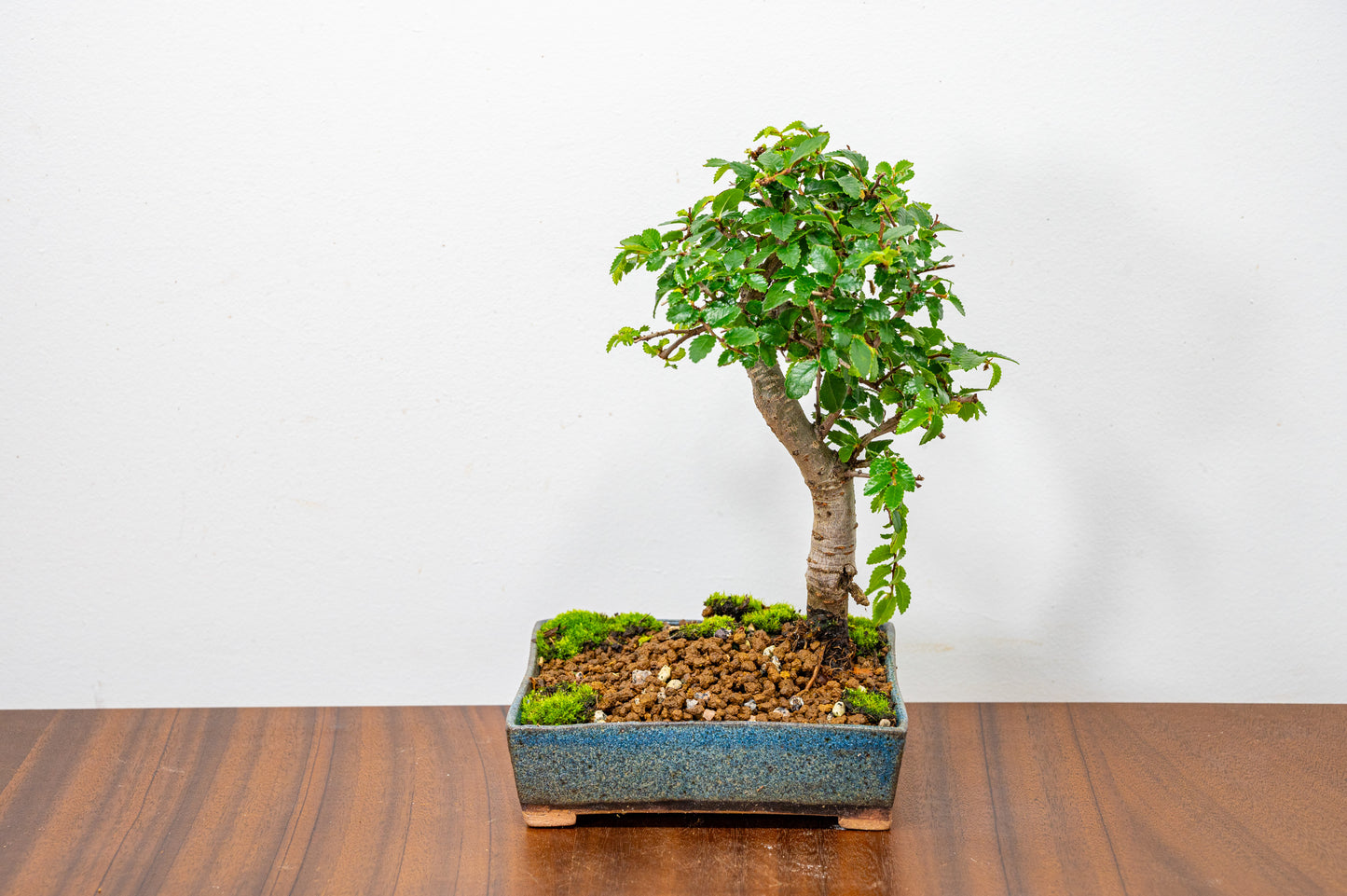 Chinese Elm Bonsai in 12.5cm Matt Blue Ceramic Pot