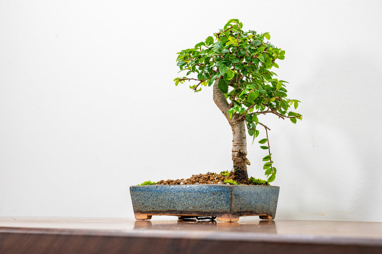 Chinese Elm Bonsai in 12.5cm Matt Blue Ceramic Pot