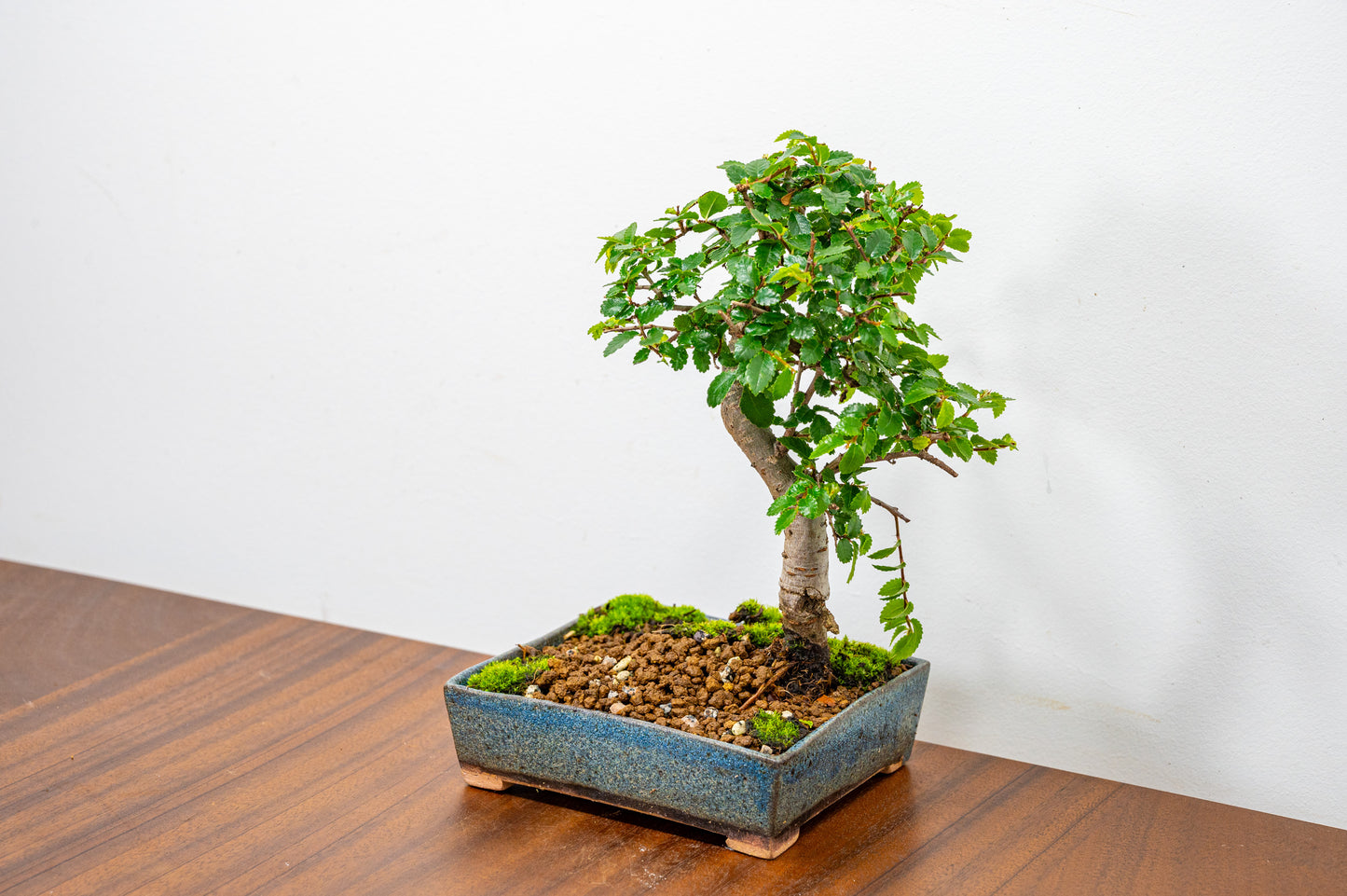 Chinese Elm Bonsai in 12.5cm Matt Blue Ceramic Pot