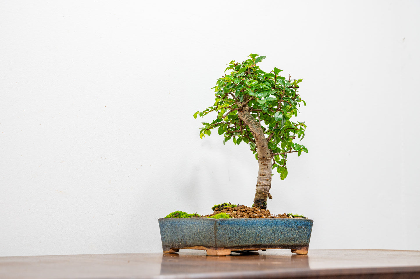 Chinese Elm Bonsai in 12.5cm Matt Blue Ceramic Pot