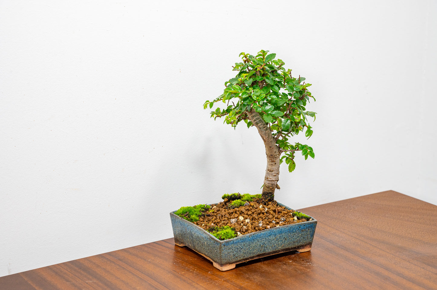 Chinese Elm Bonsai in 12.5cm Matt Blue Ceramic Pot