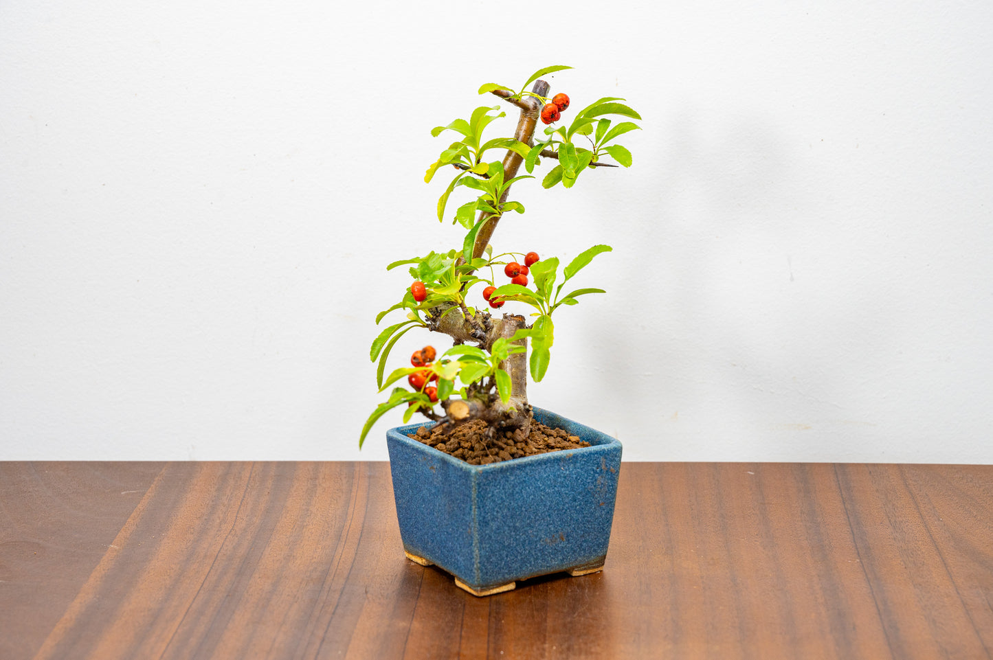 Pyracantha Bonsai Tree