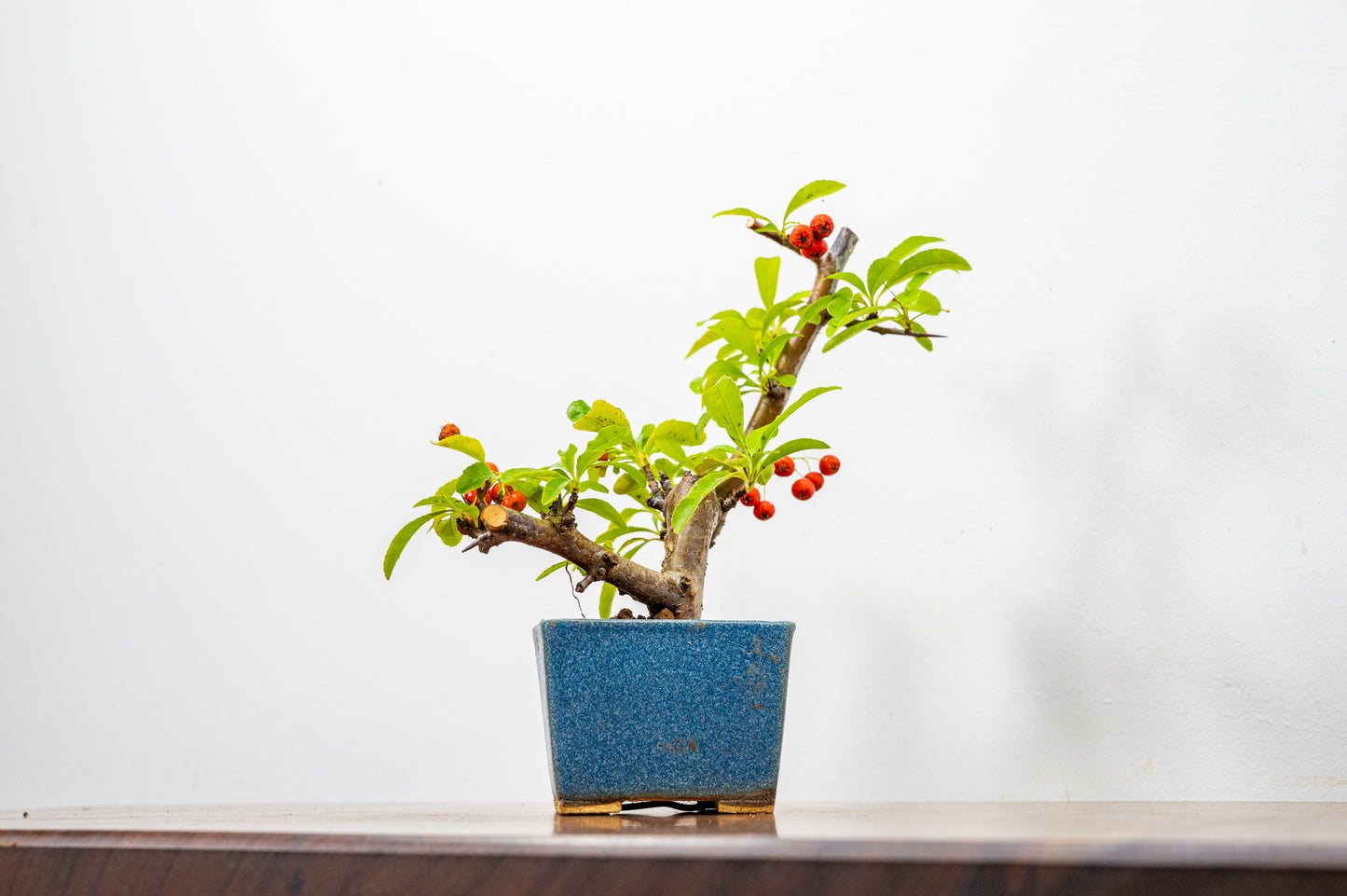 Pyracantha Bonsai Tree