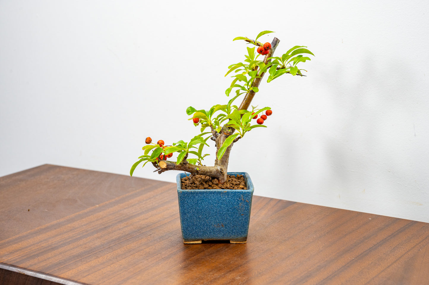 Pyracantha Bonsai Tree