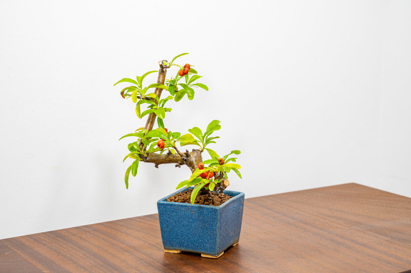 Pyracantha Bonsai Tree