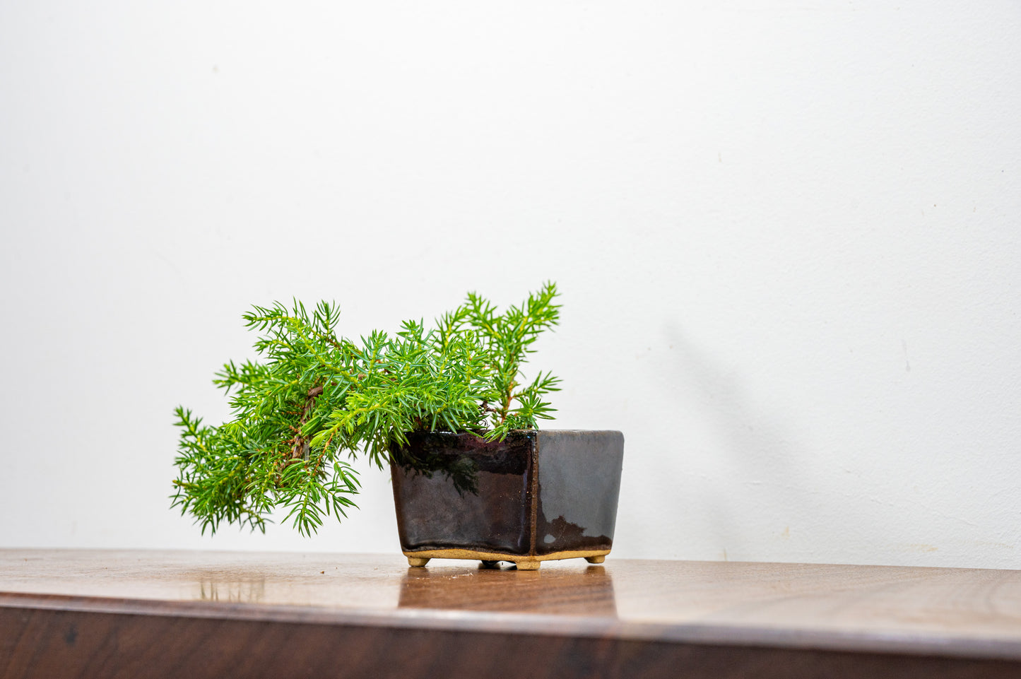 Juniper -Juniperus